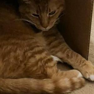 Lost Cat Jasper