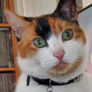 Lost Cat Pru