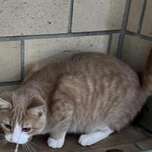 Lost Cat Bobo