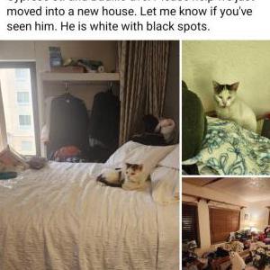 Lost Cat Alexander
