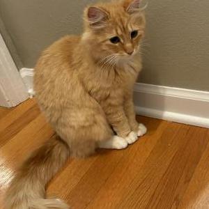 Lost Cat Fiona