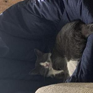 Lost Cat Kitty Kitty