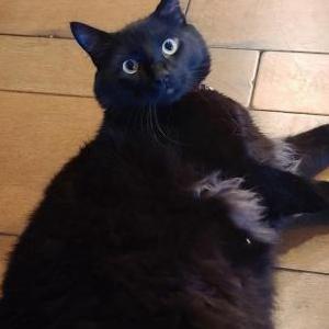Lost Cat Zuko