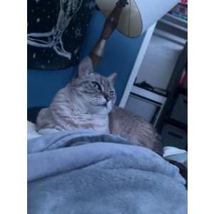 Lost Cat Bibi