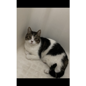 Lost Cat Snickers