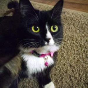 Lost Cat Bootsie