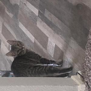 Lost Cat Avey