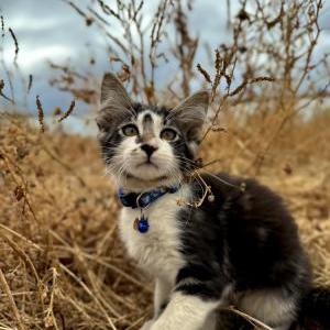 Lost Cat Oreo