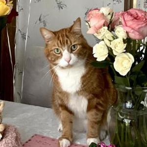 Lost Cat Tinkie