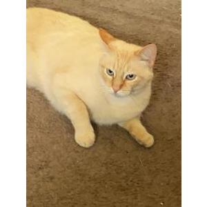 Lost Cat Casper
