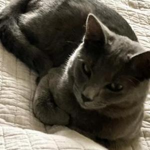 Lost Cat Groot