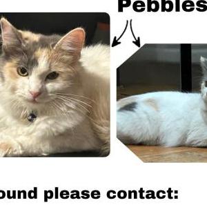 Lost Cat Pebbles