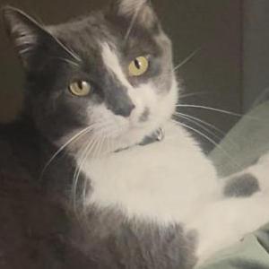 Lost Cat Ditch