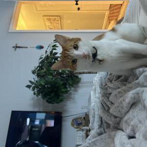 Lost Cat Chester