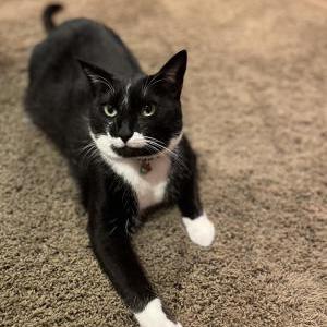 Lost Cats In OAKLAND, CA - Lost My Kitty