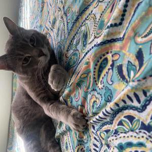 Lost Cat Paco 