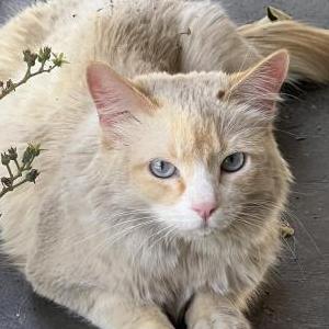 Lost Cat Squirt