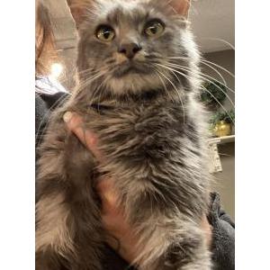 Lost Cat Teagan