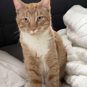 Lost Cat Hammir