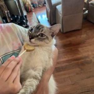 Lost Cat Simba