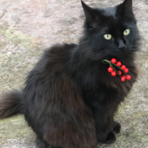 Lost Cat Stormy