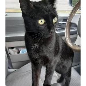 Lost Cat Shunashka