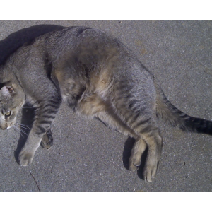 Lost Cat Nova