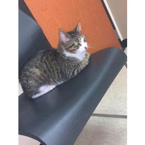Lost Cat Rexy