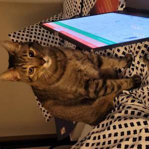 Lost Cat Micah
