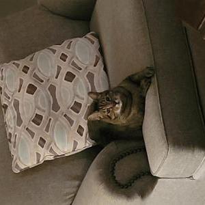 2nd Image of Micah, Lost Cat