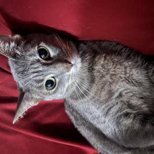 Lost Cat Nala