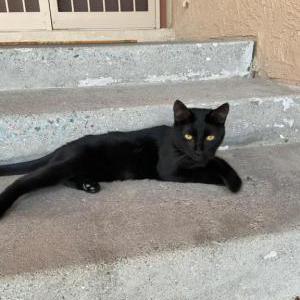 Found Cat Unknown