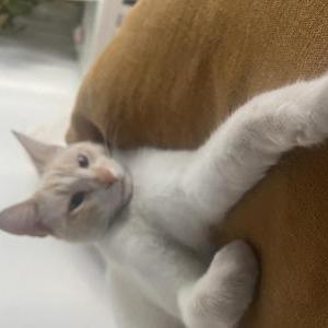 Lost Cat Papa/Casper