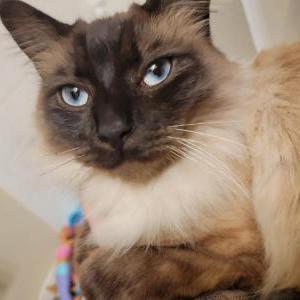 Lost Cat Absalom