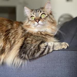 Lost Cat Holly