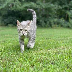 Lost Cat Rascal