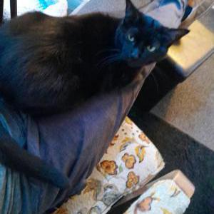 Lost Cat Shitbird