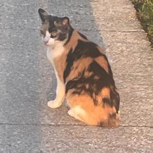 Lost Cat Calie