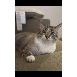 Lost Cat Silas