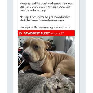 Lost Cat Kiddie mew mew