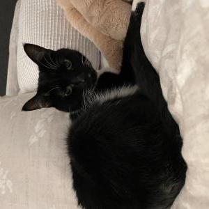 Lost Cat Rose