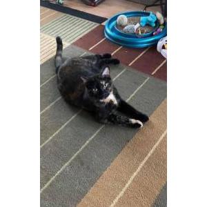 Lost Cat Smudge