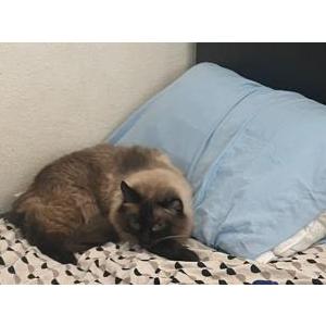 Lost Cat Binx