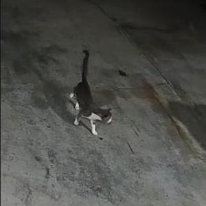 Found Cat Unknown