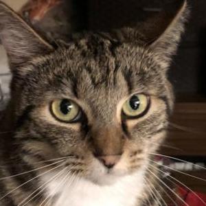 Lost Cat Mittens