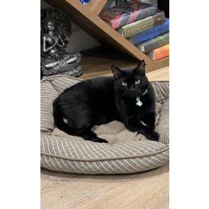 Lost Cat Sirius