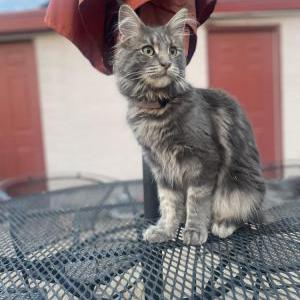 Lost Cat Gecko