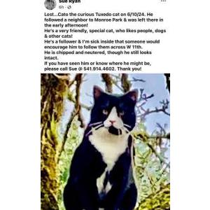 Lost Cat Cato