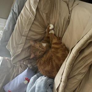 Lost Cat Milo