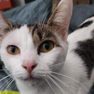Lost Cat Cersei